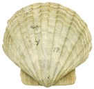 Chesapecten jeffersonius